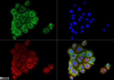 Immunocytochemistry/Immunofluorescence: AG-2/AGR2 Antibody - BSA Free [NBP1-05936] - AGR2 antibody was tested in MCF7 cells with DyLight 488 (green). Nuclei and alpha-tubulin were counterstained with DAPI (blue) and Dylight 550 (red).