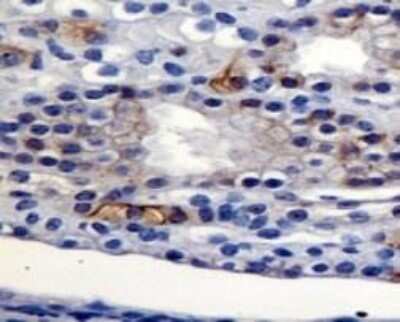 Immunohistochemistry: AG-2/AGR2 Antibody - BSA Free [NBP1-05936] - Detection of AGR2 in mouse kidney.