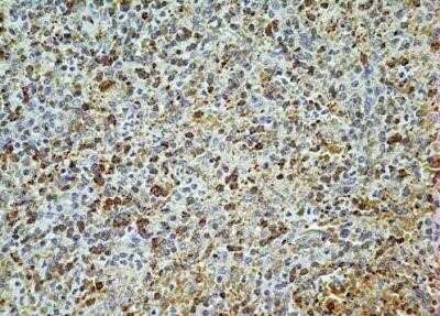 Immunohistochemistry-Paraffin: AG-2/AGR2 Antibody (10E2) - Azide and BSA Free [NBP2-80564] - Formalin-fixed, paraffin-embedded human spleen tissue stained with 5 ug/ml concentration of AGR2 antibody . Image from the standard format of this antibody.