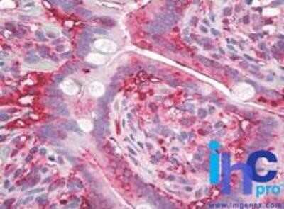 Immunohistochemistry-Paraffin: AG-2/AGR2 Antibody (10E2) - Azide and BSA Free [NBP2-80564] - Paraffin-embedded human small intestine tissue stained with AGR2 antibody at 10 ug/ml. Staining of formalin-fixed tissues is enhanced by boiling tissue sections in 10 mM sodium citrate buffer, pH 6.0 for 10-20 min followed by cooling at RT for 20 min. Ima