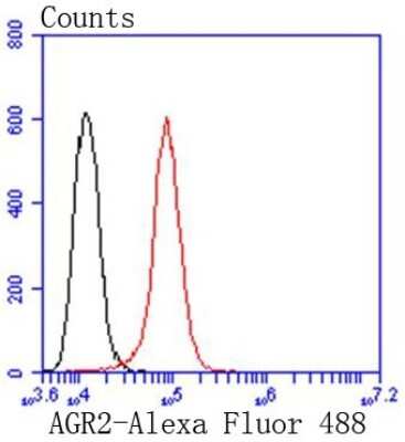 Flow Cytometry: AG-2/AGR2 Antibody (SN74-01) [NBP2-67673] - Analysis of Hela cells with AGR2 antibody at 1/50 dilution (red) compared with an unlabelled control (cells without incubation with primary antibody; black). Alexa Fluor 488-conjugated goat anti rabbit IgG was used as the secondary antibody.