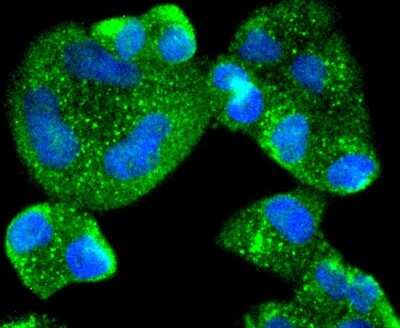 Immunocytochemistry/Immunofluorescence: AG-2/AGR2 Antibody (SN74-01) [NBP2-67673] - Staining AGR2 in Hela cells (green). The nuclear counter stain is DAPI (blue). Cells were fixed in paraformaldehyde, permeabilised with 0.25% Triton X100/PBS.