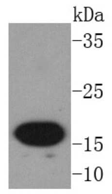 Western Blot: AG-2/AGR2 Antibody (SN74-01) [NBP2-67673] - Analysis of AGR2 on MCF-7 cells lysates using anti-AGR2 antibody at 1/1,000 dilution.