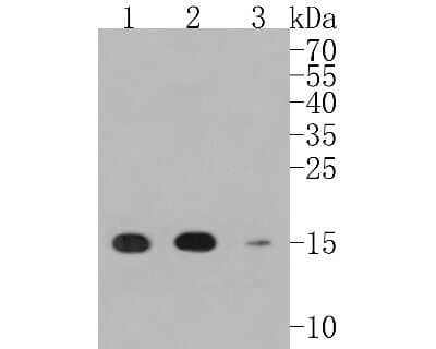 Western Blot: AG-2/AGR2 Antibody (SN74-01) [NBP2-67673] - Western blot analysis of AG-2/AGR2 on different lysates. Proteins were transferred to a PVDF membrane and blocked with 5% BSA in PBS for 1 hour at room temperature. The primary antibody (1/500) was used in 5% BSA at room temperature for 2 hours. Goat Anti