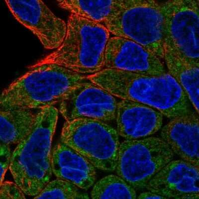 <b>Orthogonal Strategies Validation. </b>Immunocytochemistry/Immunofluorescence: AG-2 Antibody [NBP1-89212] - Staining of human cell line RT4 shows localization to cytosol. Antibody staining is shown in green.