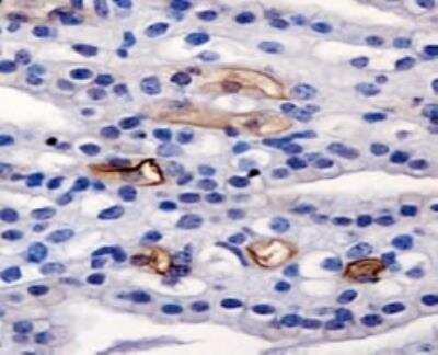 Immunohistochemistry: AG-2 Antibody [NBP1-05933] - Detection of AGR2 in mouse kidney.