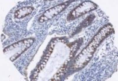 Immunohistochemistry-Paraffin: AG-2 Antibody [NB110-17780] - Immunohistochemical staining with NB110-17780, anti- AG-2  antibody, in formalin-fixed, paraffin-embedded normal colon tissue at 1:100 dilution.