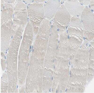 Immunohistochemistry-Paraffin: AG-2 Antibody [NBP1-89212] - Staining of human skeletal muscle shows no positivity in myocytes as expected.