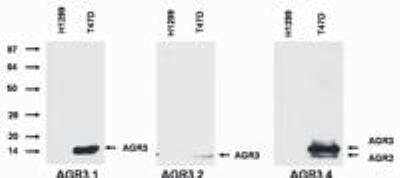 Western Blot: AG-3/AGR3 Antibody (AGR3.1) [NBP1-45004] - Analysis of AGR3 protein by AGR3.1 and AGR3.2 antibody, and of AGR3 and AGR2 protein by AGR3.4 antibody in T47D breast cancer cell line compared to H1229 lung carcinoma cell line.  