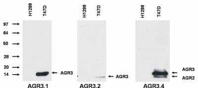 Western Blot: AG-3/AGR3 Antibody (AGR3.4) [NBP2-62196] - Analysis of AGR3 protein by AGR3.1 and AGR3.2 antibody, and of AGR3 and AGR2 protein by AGR3.4 antibody in T47D breast cancer cell line compared to H1229 lung carcinoma cell line.   