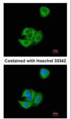 Immunocytochemistry/Immunofluorescence: AG-3/AGR3 Antibody [NBP1-33008] - Analysis of methanol-fixed A549, using AGR3 antibody at 1:200 dilution.