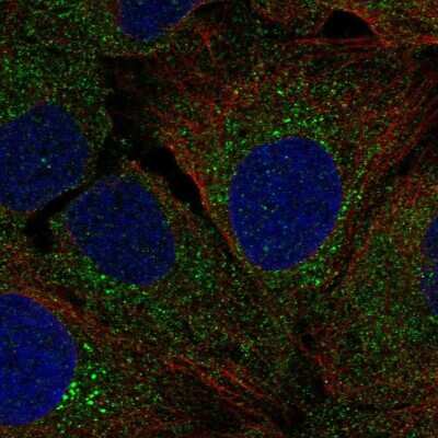 <b>Orthogonal Strategies Validation. </b>Immunocytochemistry/Immunofluorescence: AG-3/AGR3 Antibody [NBP2-47555] - Staining of human cell line U-2 OS shows localization to endoplasmic reticulum & vesicles. Antibody staining is shown in green.