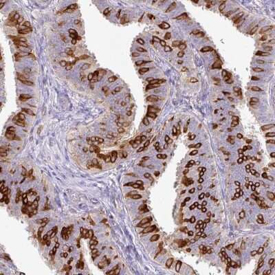 Immunohistochemistry-Paraffin: AG-3/AGR3 Antibody [NBP2-47555] - Staining of human fallopian tube shows high expression.