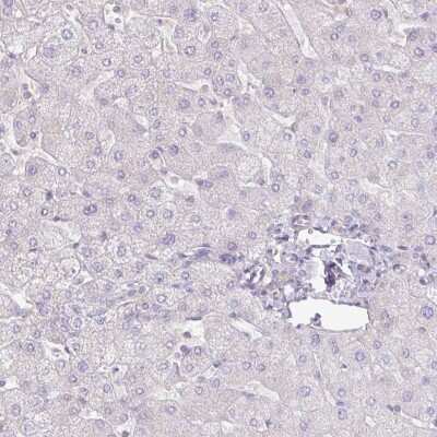 Immunohistochemistry-Paraffin: AG-3/AGR3 Antibody [NBP2-47555] - Staining of human liver shows low expression as expected.