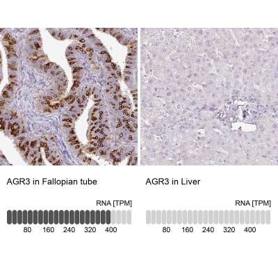 Immunohistochemistry-Paraffin: AG-3/AGR3 Antibody [NBP2-47555] - Staining in human fallopian tube and liver tissues using anti-AGR3 antibody. Corresponding AGR3 RNA-seq data are presented for the same tissues.