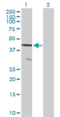 Western Blot: AGAP1 Antibody [H00116987-B01P] - Analysis of AGAP1 expression in transfected 293T cell line by AGAP1 polyclonal antibody.  Lane 1: CENTG2 transfected lysate(43.12 KDa). Lane 2: Non-transfected lysate.