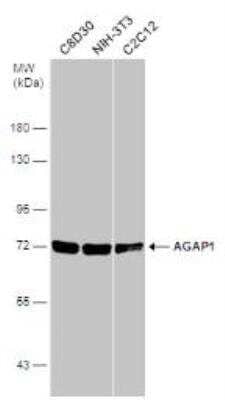 Western Blot AGAP1 Antibody