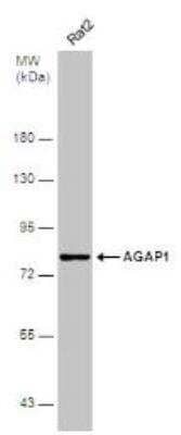 Western Blot AGAP1 Antibody