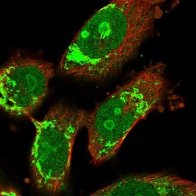 Immunocytochemistry/Immunofluorescence: AGAP2 Antibody [NBP1-85686] - Immunofluorescent staining of human cell line U-251 MG shows localization to nucleus, nucleoli & mitochondria. Antibody staining is shown in green.