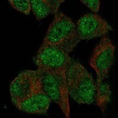 Immunocytochemistry/Immunofluorescence: AGAP2 Antibody [NBP3-16972] - Staining of human cell line SH-SY5Y shows localization to nucleoplasm & cytosol.