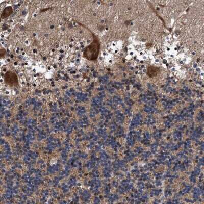 Immunohistochemistry-Paraffin: AGAP2 Antibody [NBP1-85686] - Staining of human cerebellum shows strong cytoplasmic positivity in Purkinje cells.