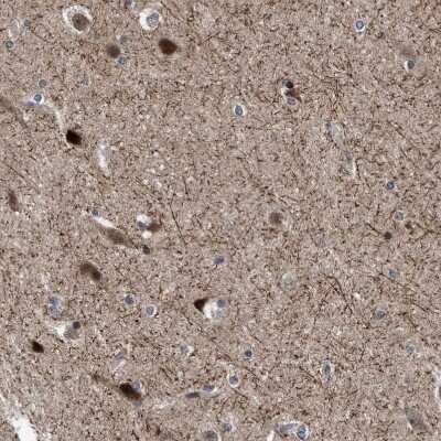 Immunohistochemistry-Paraffin: AGAP2 Antibody [NBP1-85686] - Staining of human cerebral cortex shows strong nuclear positivity in neurons.