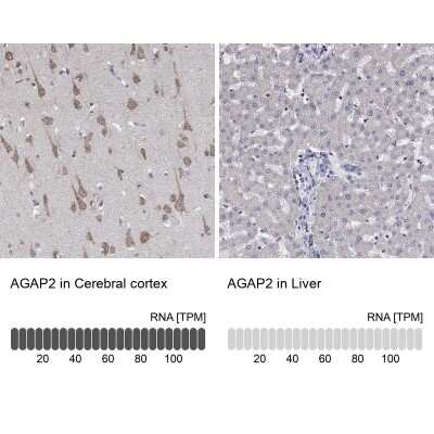 Immunohistochemistry-Paraffin: AGAP2 Antibody [NBP3-16972] - Analysis in human cerebral cortex and liver tissues using Anti-AGAP2 antibody. Corresponding AGAP2 RNA-seq data are presented for the same tissues.