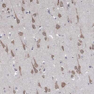 Immunohistochemistry-Paraffin: AGAP2 Antibody [NBP3-16972] - Staining of human cerebral cortex shows high expression.