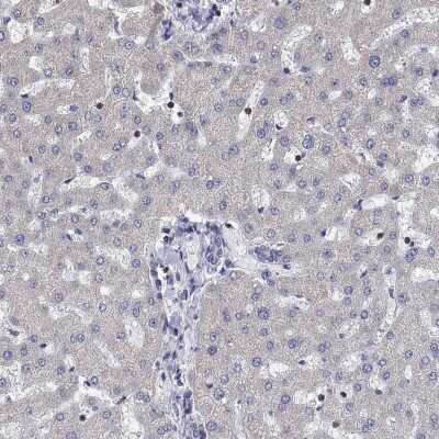 Immunohistochemistry-Paraffin: AGAP2 Antibody [NBP3-16972] - Staining of human liver shows low expression as expected.