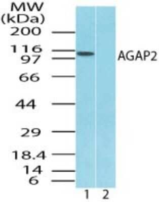 Western Blot: AGAP2 Antibody [NBP2-24554] - Analysis of AGAP2 in Jurkat cell lysate in the 1) absence and 2) presence of immunizing peptide using this antibody. 0 ug/ml. Goat anti-rabbit Ig HRP secondary antibody and PicoTect ECL substrate solution were used for this test.