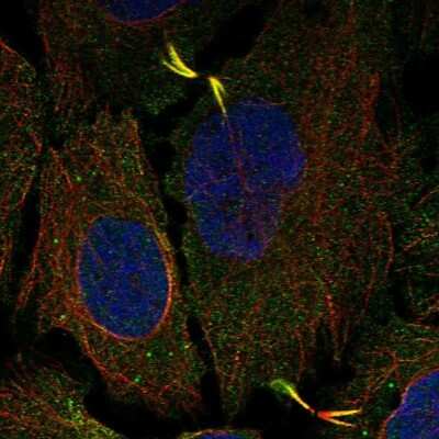 Immunocytochemistry/ Immunofluorescence AGBL5 Antibody