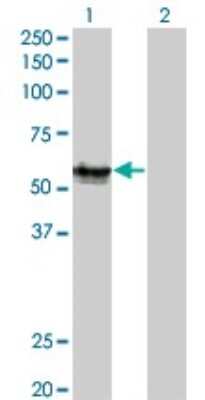 Western Blot: AGER Antibody (1C1) [H00000177-M02] - Analysis of AGER expression in transfected 293T cell line by AGER monoclonal antibody (M02), clone 1C1.Lane 1: AGER transfected lysate(42.8 KDa).Lane 2: Non-transfected lysate.