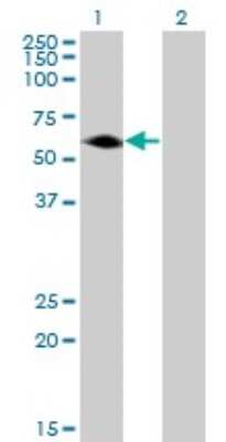 Western Blot: AGER Antibody (1D1) [H00000177-M05] - Analysis of AGER expression in transfected 293T cell line by AGER monoclonal antibody (M05), clone 1D1. Lane 1: AGER transfected lysatE (42.8 KDa). Lane 2: Non-transfected lysate.
