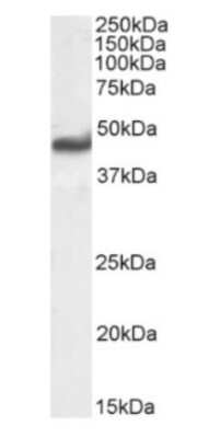 Western Blot: AGER Antibody (2A11) - Chimeric [NBP3-11999] - Human lung lysate (35ug protein in RIPA buffer) was resolved on an SDS PAGE gel and blots probed with the chimeric rabbit IgG version of 2A11 (NBP3-11999) at 0.03 ug/ml before detection using an anti-rabbit secondary antibody. A primary incubation of 1h was used and protein was detected by chemiluminescence.