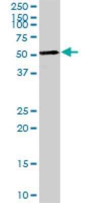 Western Blot: AGER Antibody [H00000177-D01P] - Western Blot analysis of AGER expression in mouse spleen.