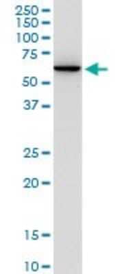Western Blot: AGER Antibody [H00000177-D01P] - Analysis of AGER expression in A-431.
