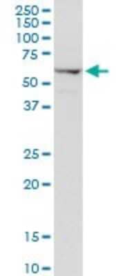 Western Blot: AGER Antibody [H00000177-D01P] - Analysis of AGER expression in NIH/3T3.