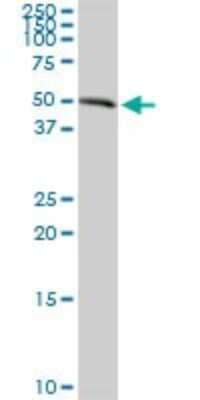 Western Blot: AGER Antibody [H00000177-D01P] - Analysis of AGER expression in human placenta.