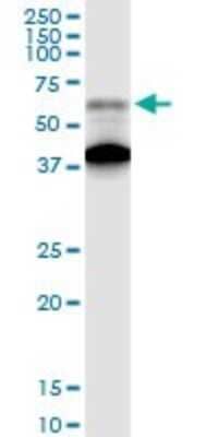 Western Blot: AGER Antibody [H00000177-D01P] - Analysis of AGER expression in mouse lung.