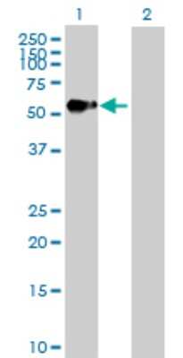 Western Blot: AGER Antibody [H00000177-D01P] - Analysis of AGER expression in transfected 293T cell line by AGER polyclonal antibody.Lane 1: AGER transfected lysate(42.80 KDa).Lane 2: Non-transfected lysate.