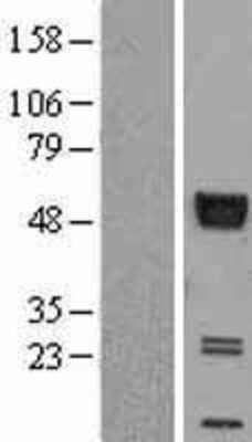 Western Blot: AGER Overexpression Lysate (Adult Normal) [NBL1-07379] Left-Empty vector transfected control cell lysate (HEK293 cell lysate); Right -Over-expression Lysate for AGER.