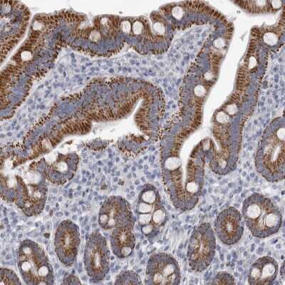 Immunohistochemistry-Paraffin: AGMAT Antibody [NBP1-82080] - Staining of human duodenum shows strong granular cytoplasmic positivity in glandular cells.