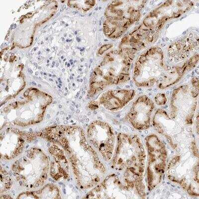 Immunohistochemistry-Paraffin: AGMAT Antibody [NBP1-82081] - Staining of human kidney shows moderate cytoplasmic positivity in cells in tubules.