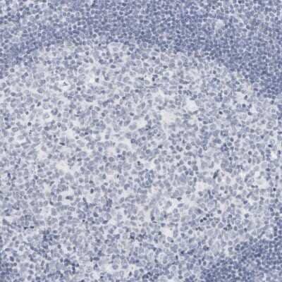 Immunohistochemistry-Paraffin AGMAT Antibody - BSA Free