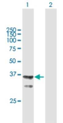Western Blot: AGMAT Antibody [H00079814-B01P] - Analysis of AGMAT expression in transfected 293T cell line by AGMAT polyclonal antibody.  Lane 1: AGMAT transfected lysate(38.72 KDa). Lane 2: Non-transfected lysate.