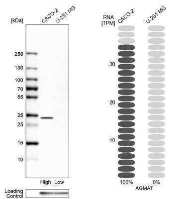 Western Blot: AGMAT Antibody [NBP1-82080] - Analysis in human cell lines Caco-2 and U-251MG. Corresponding RNA-seq data are presented for the same cell lines. Loading control: Anti-GAPDH.