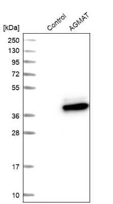 Western Blot: AGMAT Antibody [NBP1-82080] - Analysis in control (vector only transfected HEK293T lysate) and AGMAT over-expression lysate (Co-expressed with a C-terminal myc-DDK tag (3.1 kDa) in mammalian HEK293T cells).