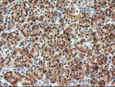 Immunohistochemistry: AGPAT5 Antibody (OTI2C4) - Azide and BSA Free [NBP2-72002] - Staining of paraffin-embedded Human pancreas tissue using anti-AGPAT5 mouse monoclonal antibody.