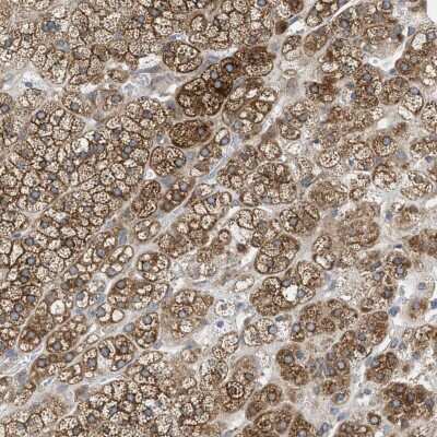 Immunohistochemistry-Paraffin: AGPAT6 Antibody [NBP1-85061] - Staining of human adrenal gland shows cytoplasmic positivity in glandular cells.