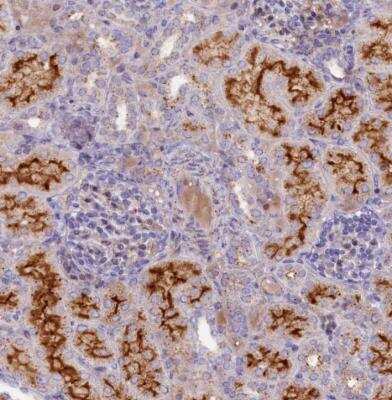 Immunohistochemistry-Paraffin: AGPHD1 Antibody [NBP1-81299] - Staining of human kidney shows strong cytoplasmic and membranous positivity in cells in tubules.
